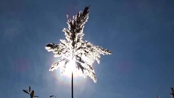 羽毛般的芦苇羽流在阳光下在风中摇曳 一枝银熟的秋藤摇曳着 自然背景 — 图库视频影像