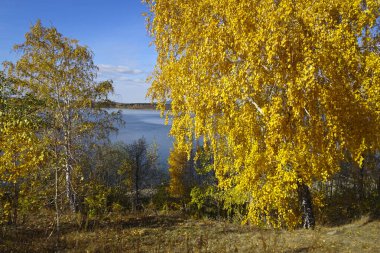 Hint Yazı - Göl manzarası, sarı yapraklı huş ağacı, açık mavi gökyüzü. Doğal arkaplan.