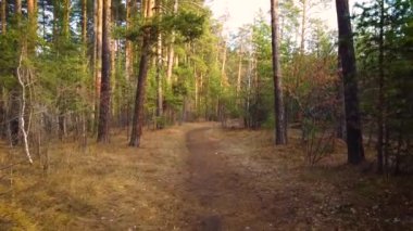 Sonbahar çam ormanlarında İHA uçuşu.