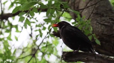 Sıradan bir karatavuk (Turdus merula) bir dalda otururken çiftleşme ilkbahar şarkısı söyler..