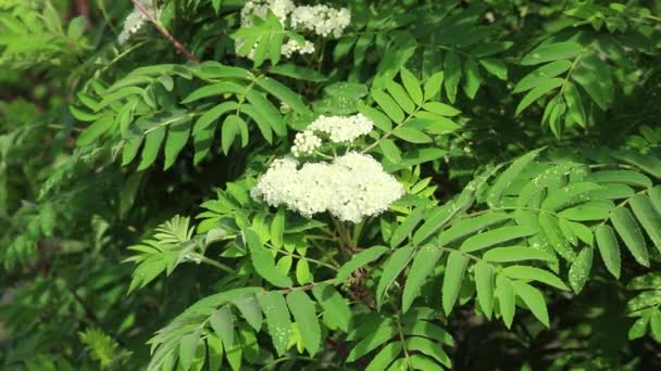 Flores Serbal Blanco Una Rama Balanceada Por Viento Ceniza Montaña — Vídeos de Stock