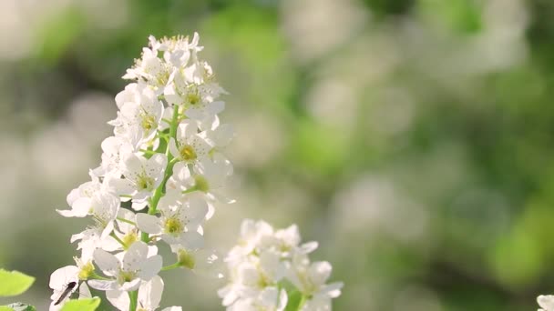Blooming Bird Cherry Tree White Inflorescences Bird Cherry Sway Wind — Stock Video
