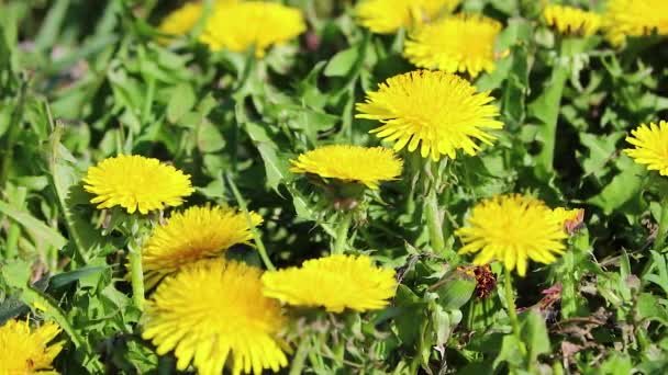 Желтые Цветы Одуванчиков Лугу Весенний Фон — стоковое видео