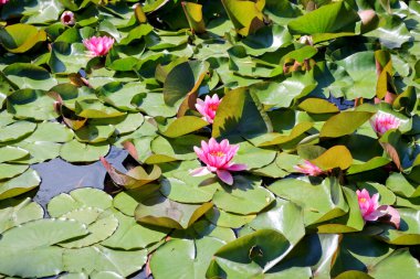 Pembe nilüferler orman havuzunda çiçek açar. Nilüfer çiçeği, güzel çiçekler, doğal arka plan. Yakın plan..