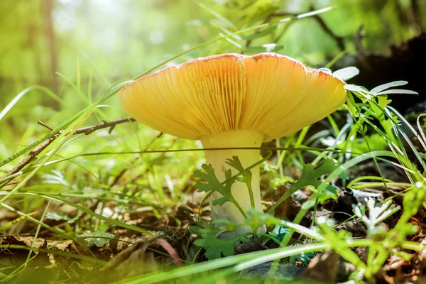 在白桦林的草丛中 可食用的蘑菇红色的芦笋 蘑菇采摘 — 图库照片