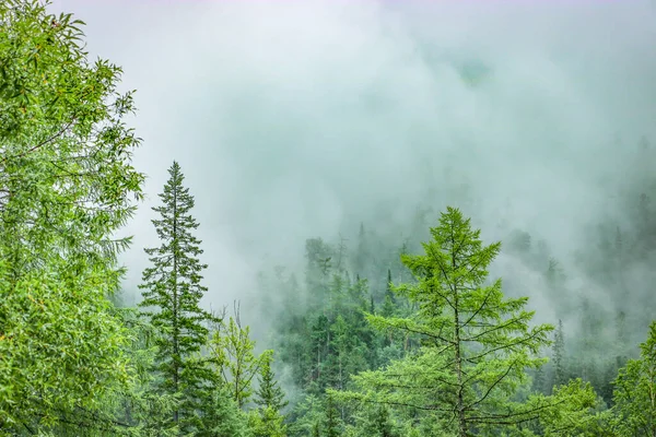 晨雾弥漫在高山的针叶林中 神秘的薄雾弥漫 低云弥漫在针叶林中 复制空间 — 图库照片