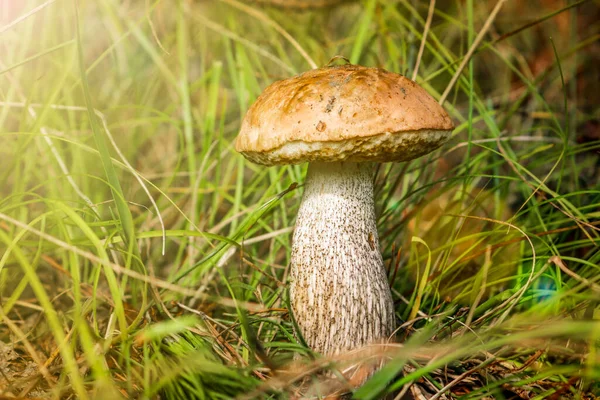 在草丛低角的视野中 有华丽的小蘑菇 有褐色帽子的球茎是一种可食用的蘑菇 — 图库照片