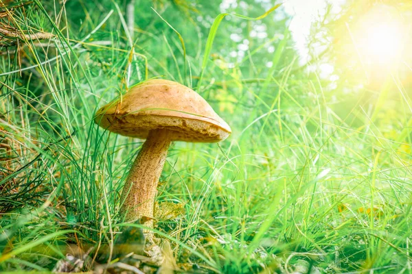 草丛中的可食伞形蘑菇 Leccinum Scabrum 角度较低 带褐色帽子的球茎球茎 — 图库照片