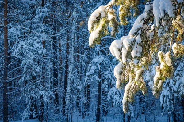 Rama Pino Cubierta Nieve Iluminada Por Sol Día Invierno Bosque — Foto de Stock