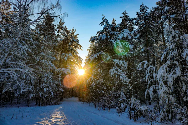 Winter Forest Covered Snow Low Sun Bright Rays Coniferous Wood — Foto de Stock