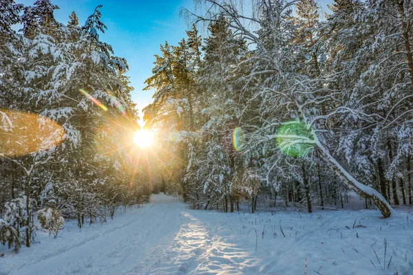 Bosque Invierno Cubierto Nieve Sol Bajo Con Rayos Brillantes — Foto de Stock
