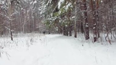 Active woman practices nordic walking in the snowy forest in winter for fitness.