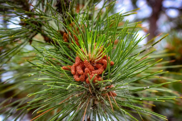 Männliche Zapfen Schwarzkiefer Pinus Nigra Großaufnahme — Stockfoto