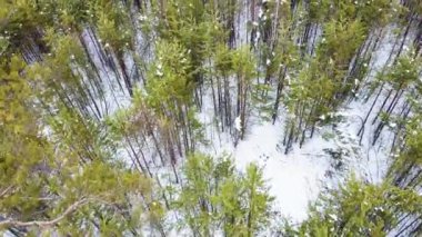 İnsansız hava aracı, kış kozalaklı ormanların üzerinde uçuyor..