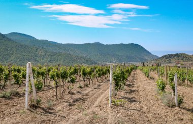 Genç üzüm bağı çiftliği kırsal alan.