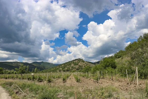Живописная Территория Горы Молодые Виноградники — стоковое фото