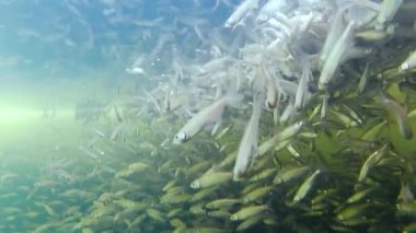 Tatlı su küçük balık sürüsü - güneş gözlüğü (Leucaspius delineatus), kışın sığ sularda buz deliğinde sığ sularda ateş etmek, tatlı su gölü biotope akvaryumu ve belika balığı. Seçici odak.