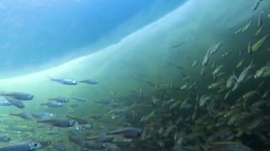 Shoal sunbleak (Leucaspius delineatus), Cyprinidae familyasından bir balık türü. Seçici odak.