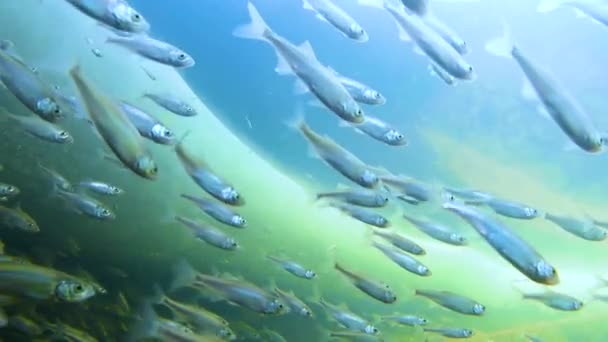 淡水の小さな魚の浅瀬 日当たりの良い Lucaspius線画 氷の穴 淡水湖のビオトープ水族館やベリカの魚で冬に浅い水で水中撮影 選択的焦点 — ストック動画
