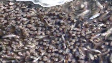 Sürü halinde yüzen tatlı su balıklarına yakın olan güneş baligi suyun yüzeyine kadar yüzer ve havayı yutar. Kışın su vücutlarında oksijen eksikliği sorunu. Seçici odak.