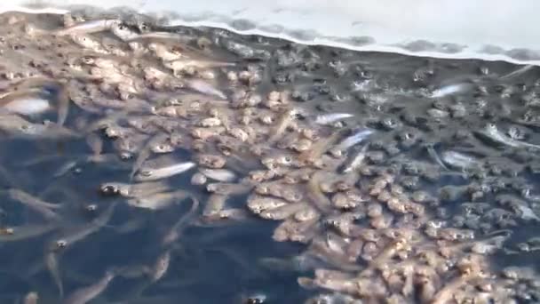 Чайная Пресноводная Рыба Подплывает Поверхности Воды Глотает Воздух Проблема Недостатка — стоковое видео