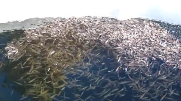 Shoal Peixes Água Doce Sunbleak Nadar Até Superfície Água Engole — Vídeo de Stock