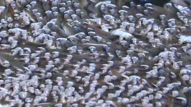 Закрытие Мелководной Пресноводной Рыбы Подплывает Поверхности Воды Глотает Воздух Проблема — стоковое видео