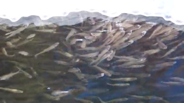 Zavřít Mělčinu Sladkovodní Ryby Sunbleak Plavat Hladinu Vody Polyká Vzduch — Stock video