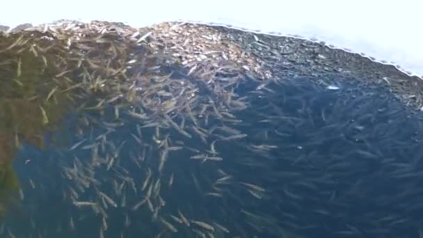 Shoal Freshwater Fish Sunbleak Swim Surface Water Swallows Air Problem — Stock Video