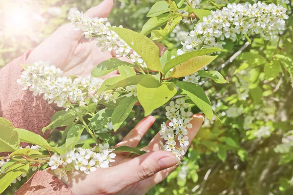 Careful Touch Women Hands Blossoming Bird Cherry Flowers — Stock Photo, Image