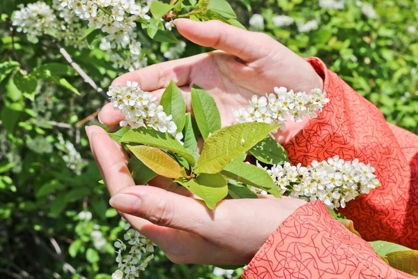 Careful Touch Women Hands Blossoming Bird Cherry Flowers — Stock Photo, Image