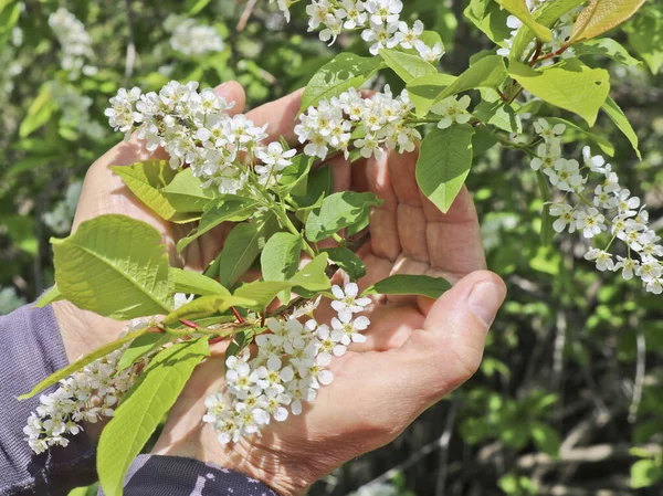 Spring Flowers Careful Touch Men Hands Blossoming Bird Cherry Flowers — Stock Photo, Image