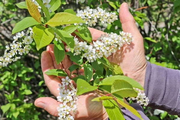 Spring Flowers Careful Touch Men Hands Blossoming Bird Cherry Flowers — Stock Photo, Image