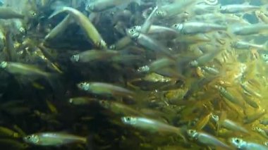 Büyük bir balık sürüsü (Leucaspius delineatus) suda yüzer. Tatlı su balığı. Seçici odak.