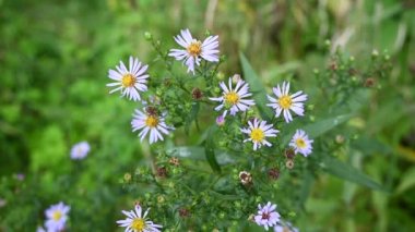 Alp makinası. Bahçedeki Aster alpinus leylak çiçekleri. Statik kameralı bir video.