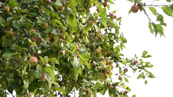 風の中で赤いリンゴと枝。果物が木にかかっている。庭のリンゴ。収穫だ。繁殖性の木だ。アップルは救った。枝は風に揺れる — ストック動画