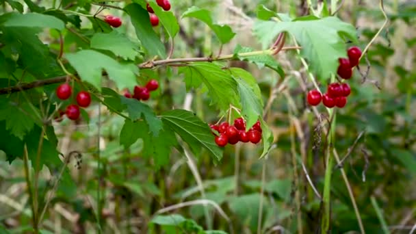 A viburnum bogyó egy gyógynövény egy ágon. Egy bokorág érett bogyókkal ősszel a szélben. Videó. Statikus kamera. — Stock videók