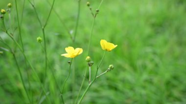 Tarlada sarı düğün çiçeği. Ranunculus. Statik kamera videoyu kapat.