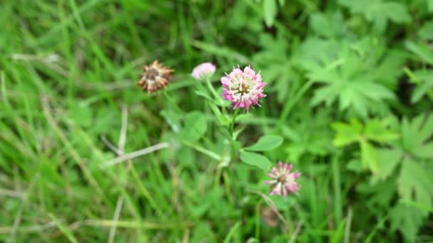 Trifolium repens, trébol rosa en el campo de verano, cámara estática de vídeo. — Vídeo de stock