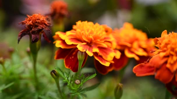 Marigold kwiaty pomarańczowy Tagetes patula w ogrodzie. Kamera statyczna, ruch wiatru. — Wideo stockowe