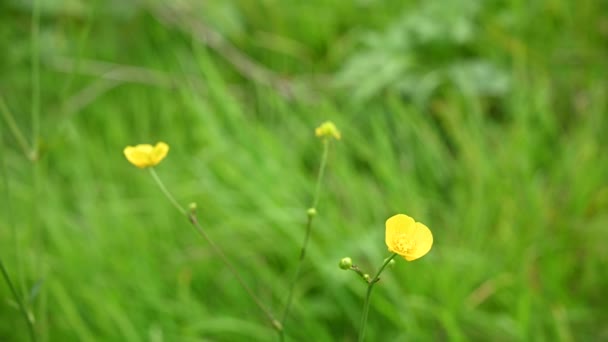 Fleur de buttercup jaune dans le champ. Ranunculus. Caméra statique gros plan vidéo. — Video