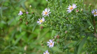 Alp makinası. Bahçedeki Aster alpinus leylak çiçekleri. Statik kameralı bir video.
