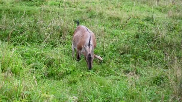 A cabra marrom apascenta em um prado come a grama. Paisagem rural. Vídeo com uma câmera estática. — Vídeo de Stock