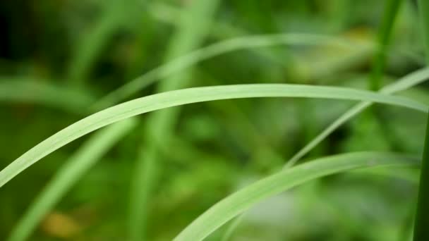 Achtergrond van sappig groen gras in de wind. Macro close-up video met een statische camera. — Stockvideo