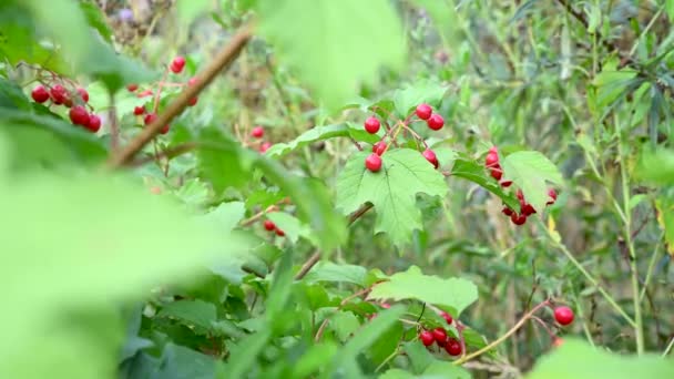 Bobule Viburnum jsou léčivou rostlinou na větvi. Větvička keře se zralými bobulemi na podzim ve větru. Video. Statický fotoaparát. — Stock video