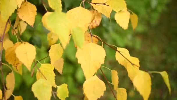黄色的桦树在风中紧贴着叶子.录像. — 图库视频影像