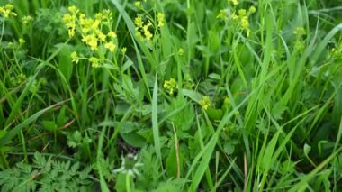 Barbarea vulgaris sahada. Panorama hareketli kamera videosu.