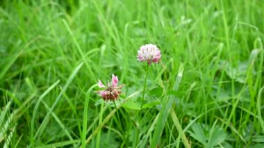 Trifolium pişmanlığı, pembe yonca, statik kamera videosu..