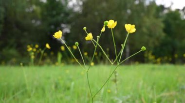 Tarlada sarı düğün çiçeği. Ranunculus. Statik kamera videoyu kapat.