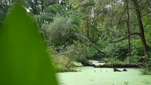 Überwucherter Sumpf mit grünem Wasserkraut im Wald. Teich mit umgestürzten Bäumen, im Sommer ein Ast im Vordergrund. — Stockvideo